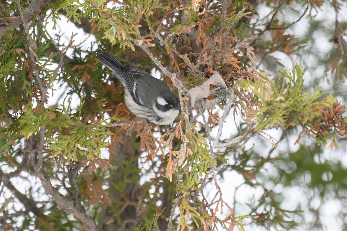 Black-throated Gray Warbler - ML646154257
