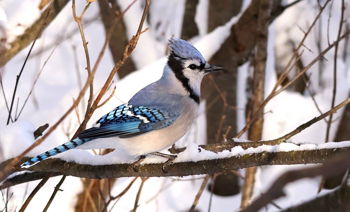 Blue Jay - ML646154273