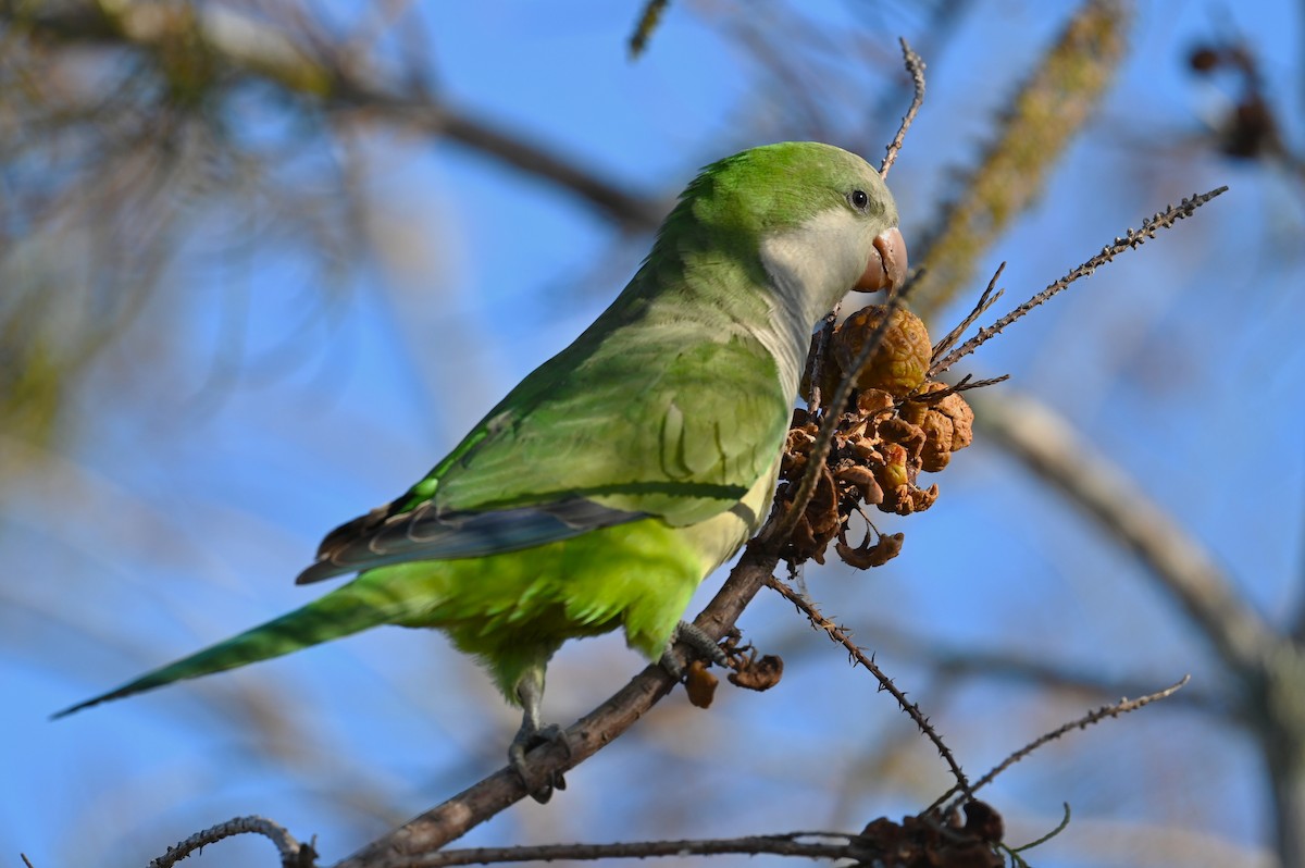 Mönchssittich - ML646154278