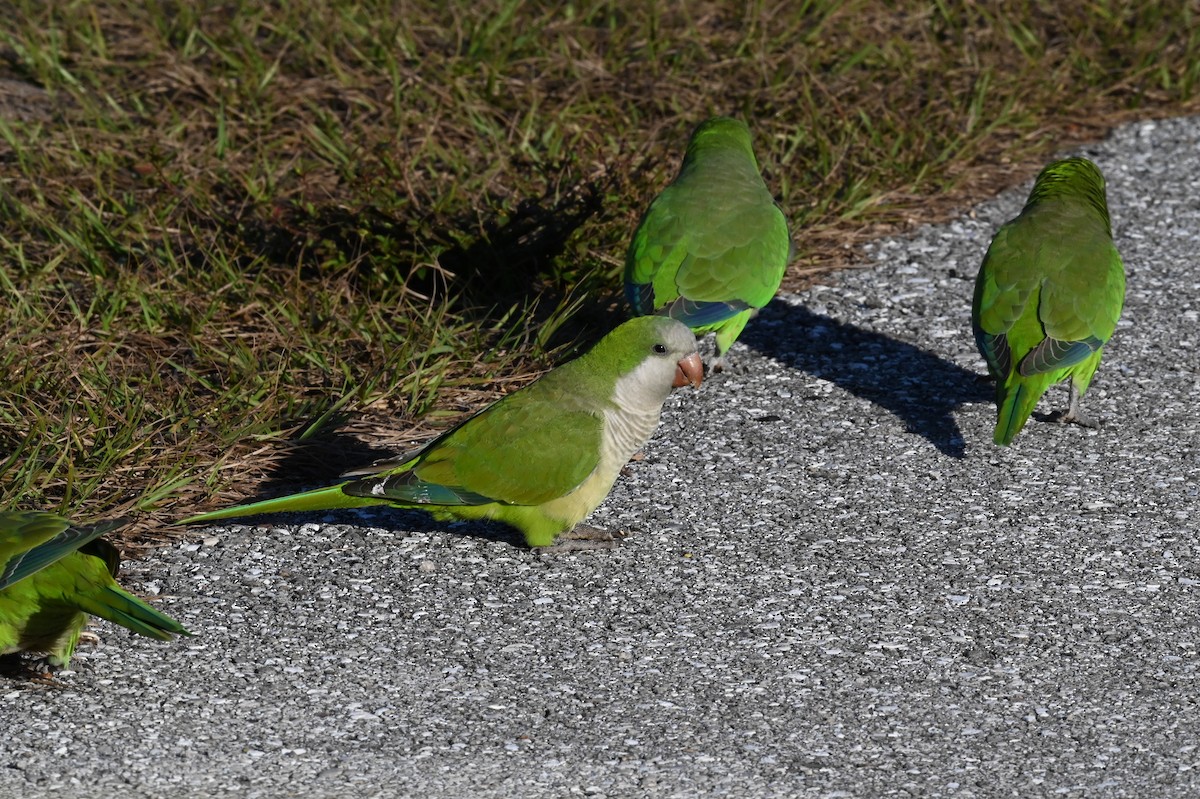 Mönchssittich - ML646154279