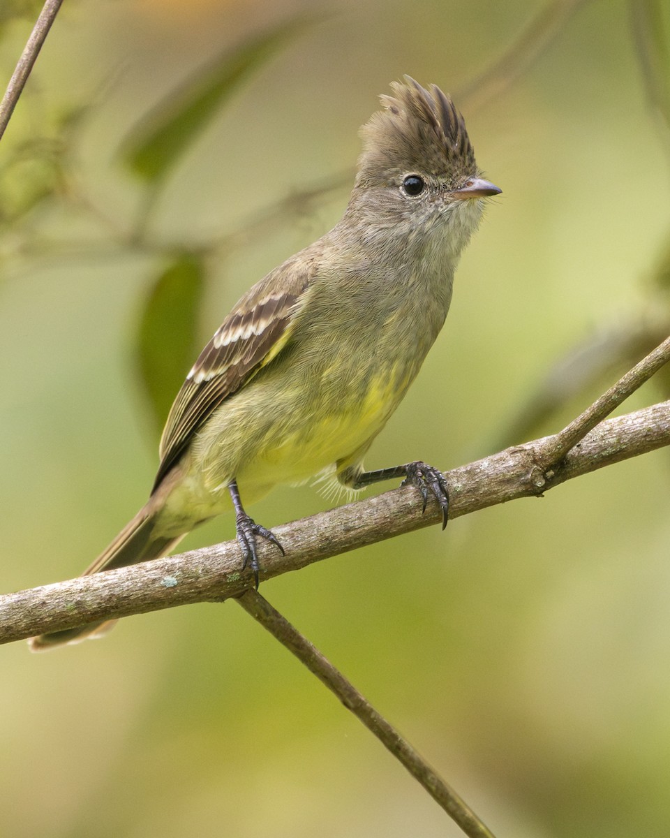 Желтобрюхая эления - ML646154280