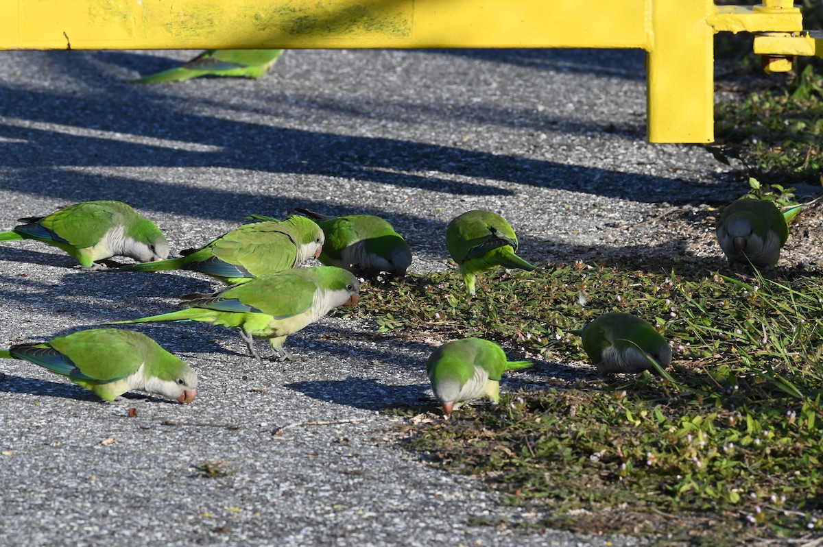 Mönchssittich - ML646154281