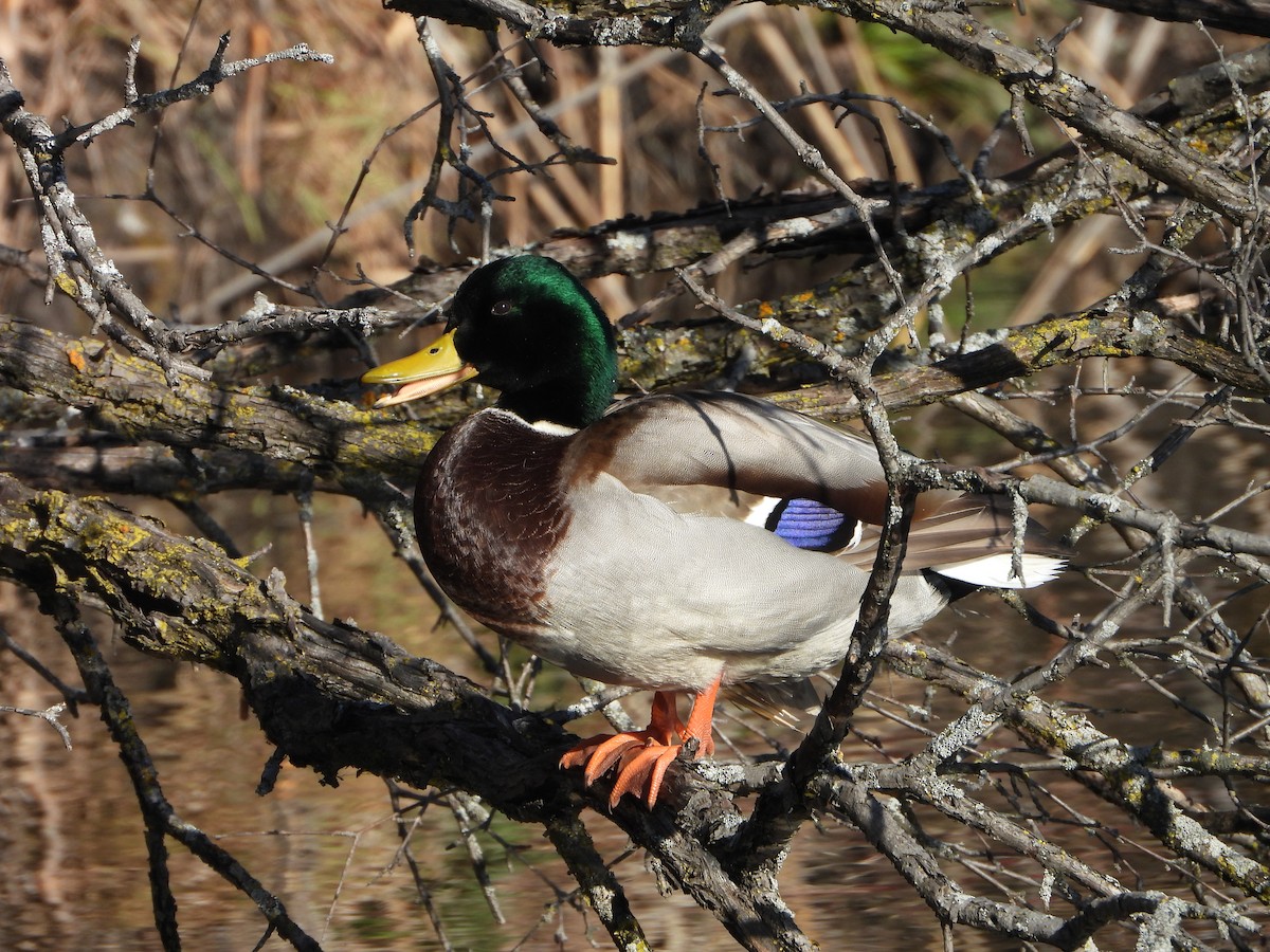 綠頭鴨 - ML646154284