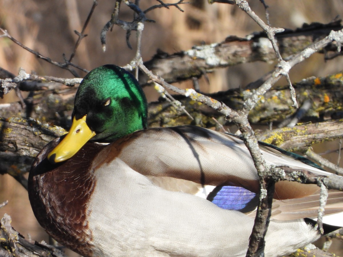 綠頭鴨 - ML646154285