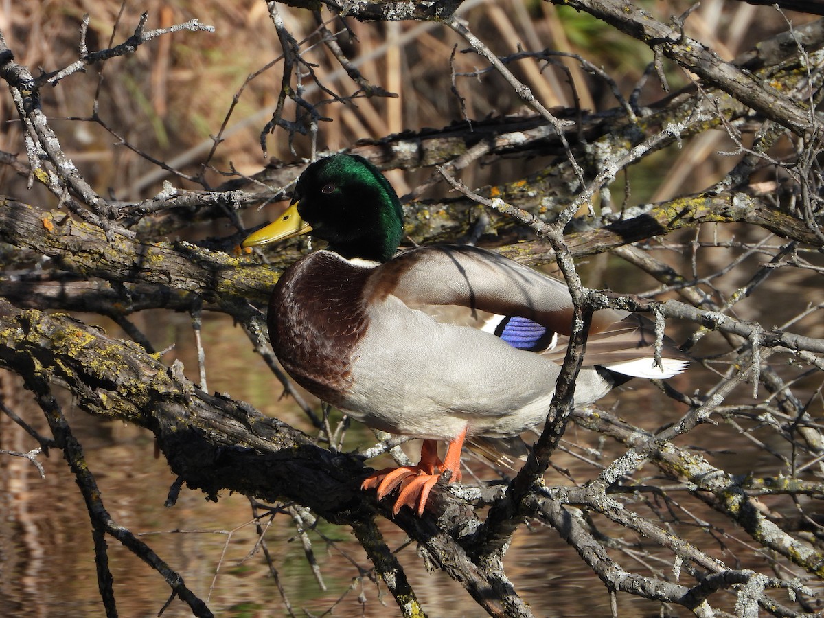 綠頭鴨 - ML646154287