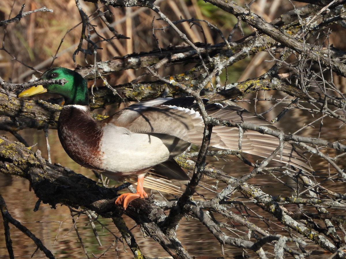 綠頭鴨 - ML646154288