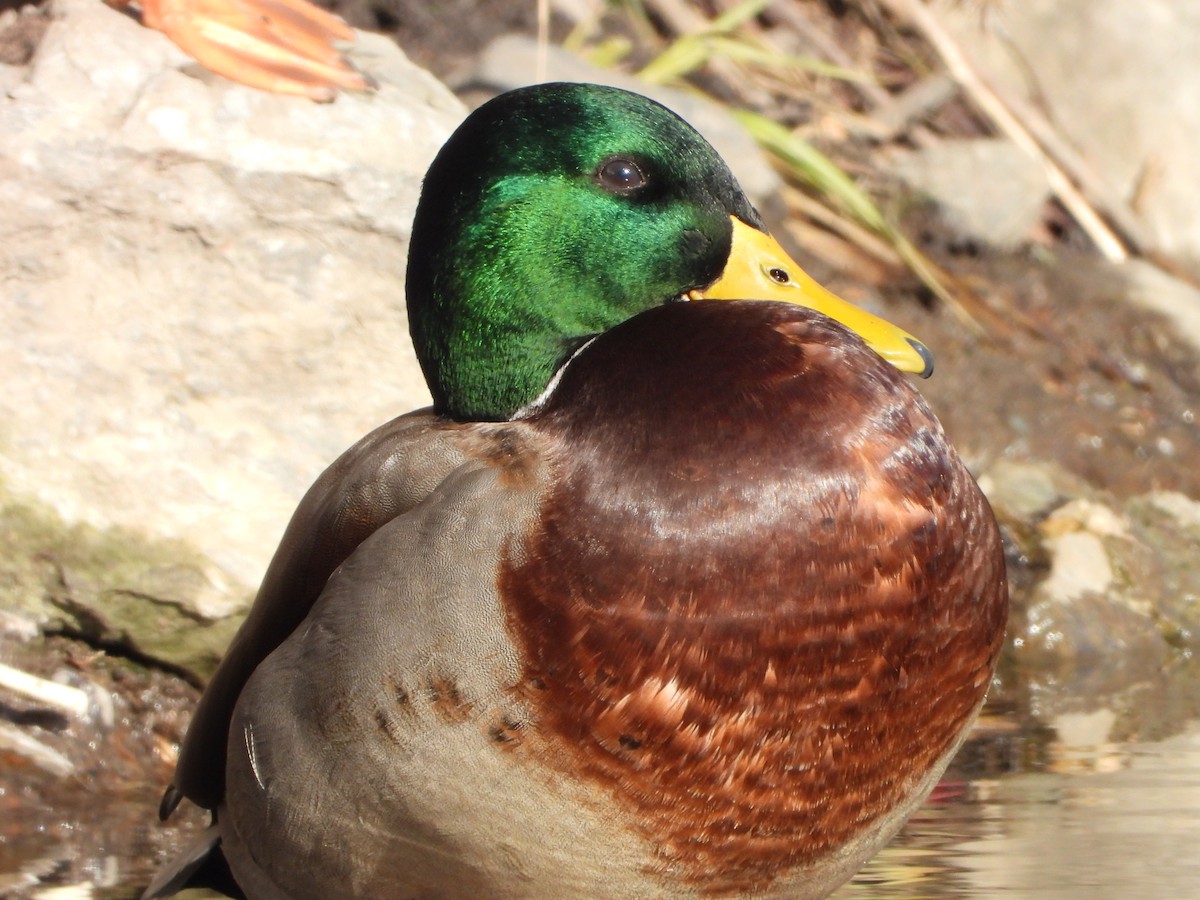 綠頭鴨 - ML646154289