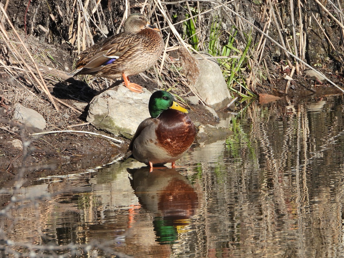 綠頭鴨 - ML646154290