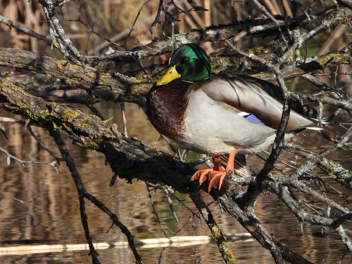 綠頭鴨 - ML646154291