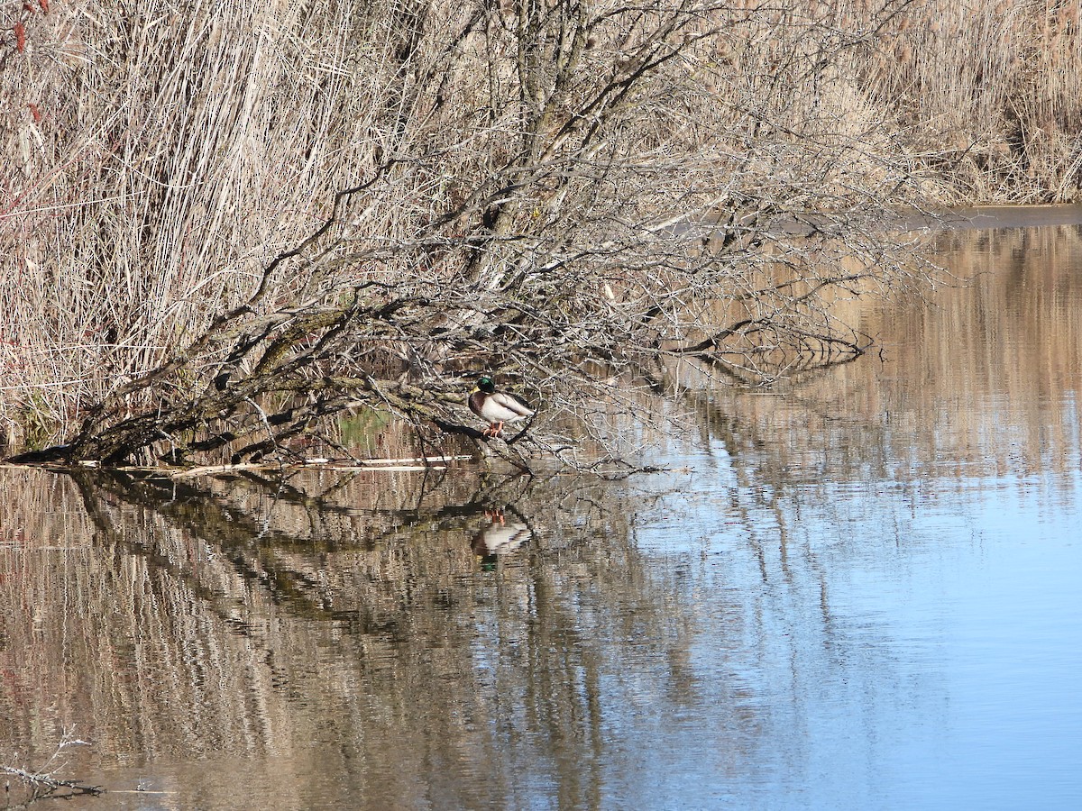 綠頭鴨 - ML646154292