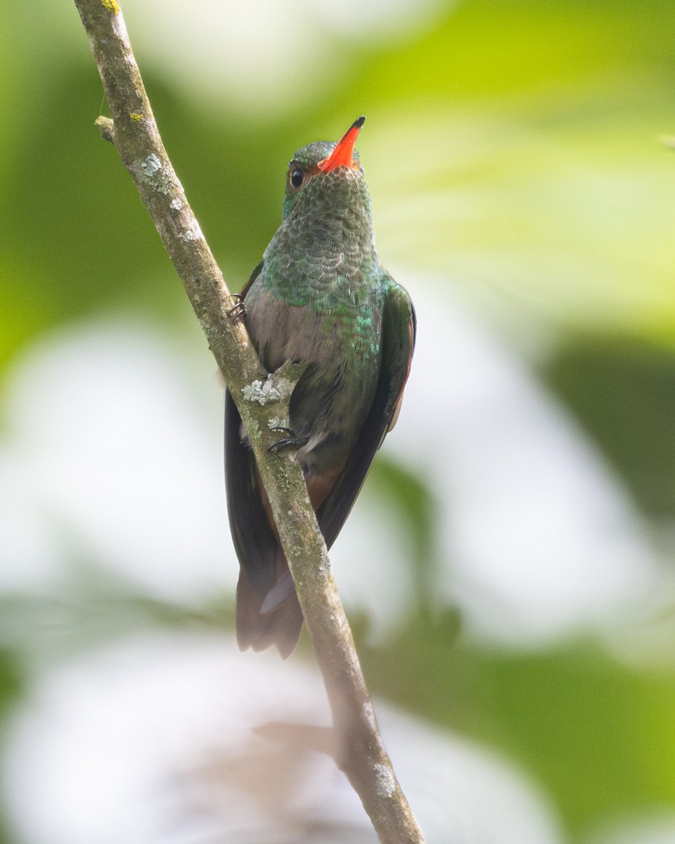 Rufous-tailed Hummingbird - ML646154297