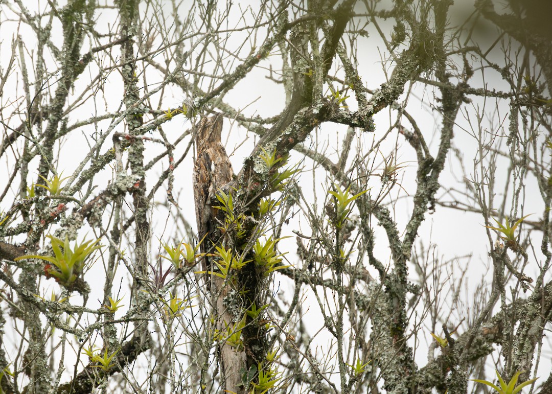 Common Potoo - ML646154303