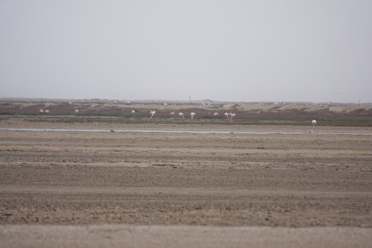 Flamenko txikia - ML646154309