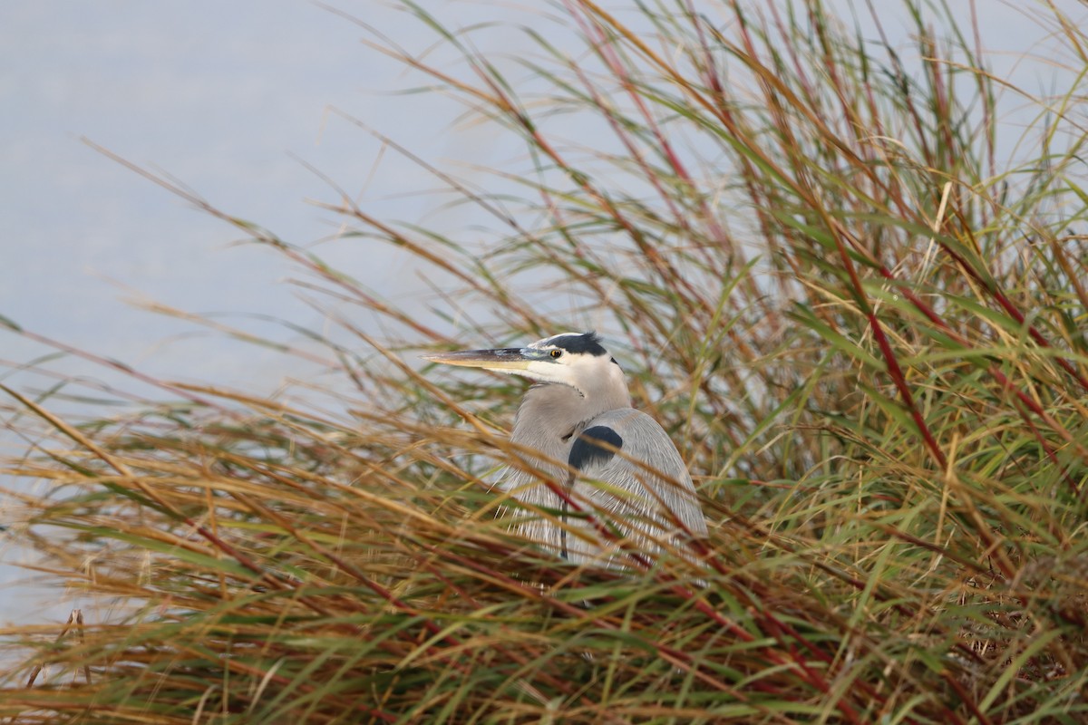 Koartza hauskara amerikarra - ML646154312