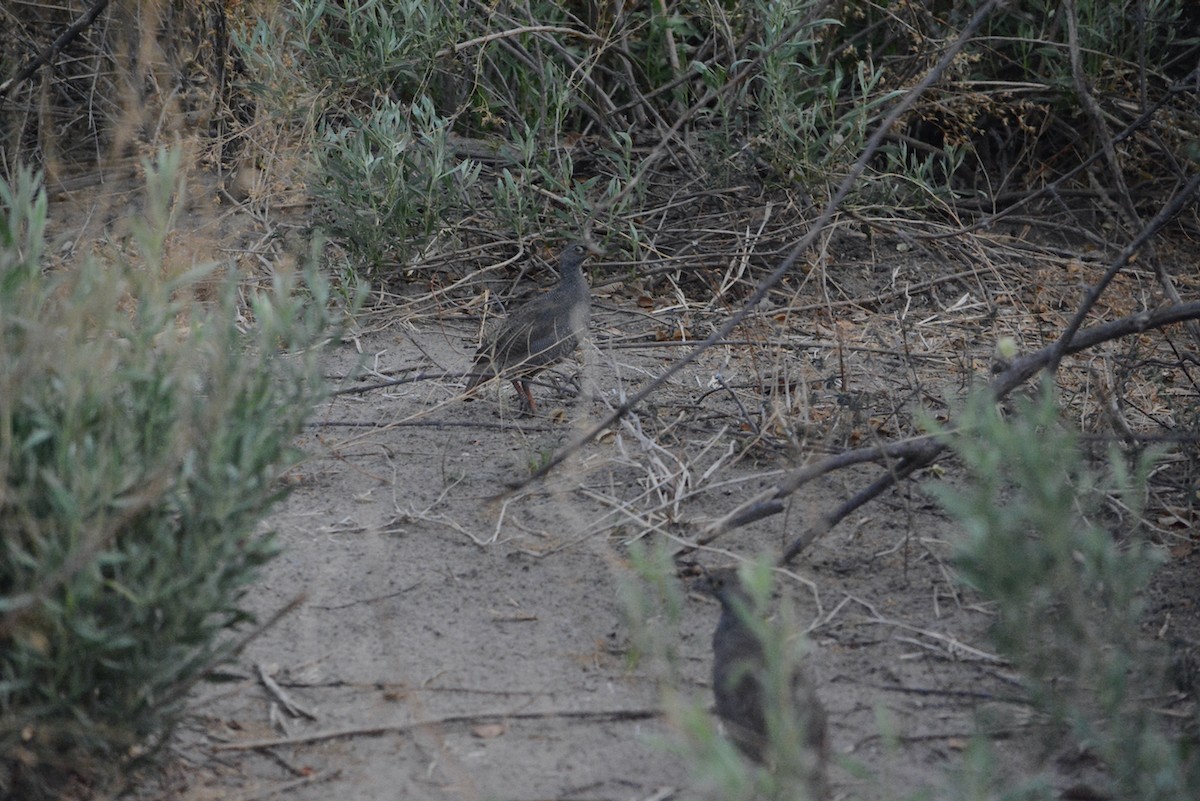 Red-billed Spurfowl - ML646154316