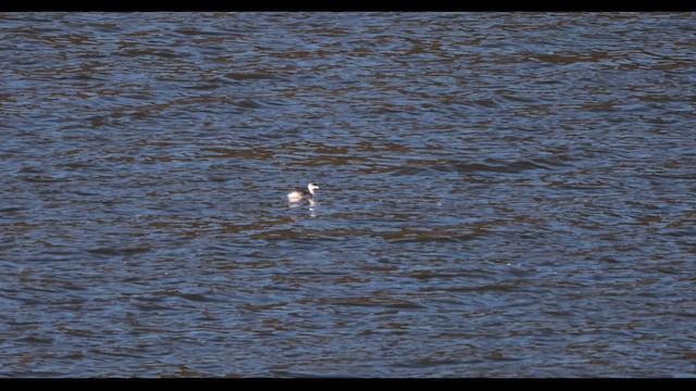 Horned Grebe - ML646154327