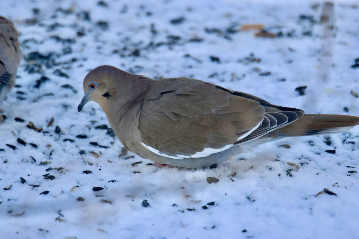 White-winged Dove - ML646154328