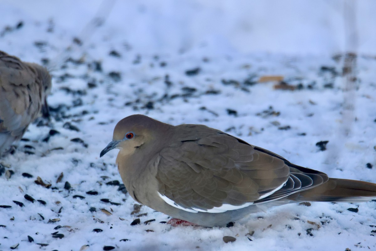 White-winged Dove - ML646154329