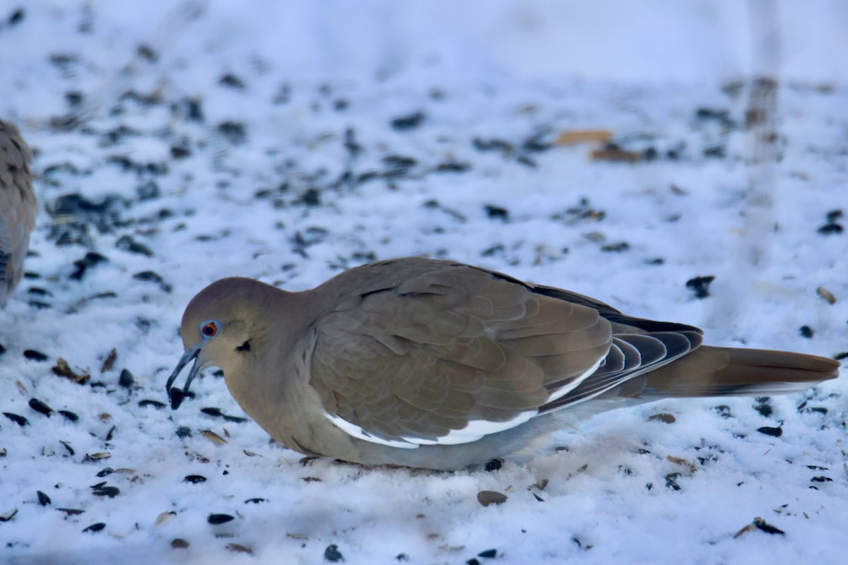 White-winged Dove - ML646154330