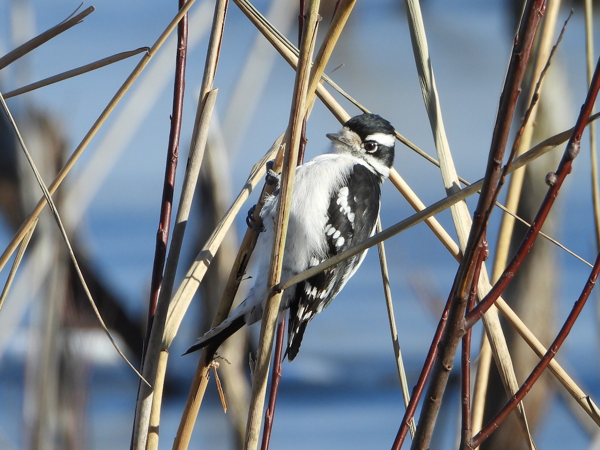 Downy Woodpecker - ML646154331