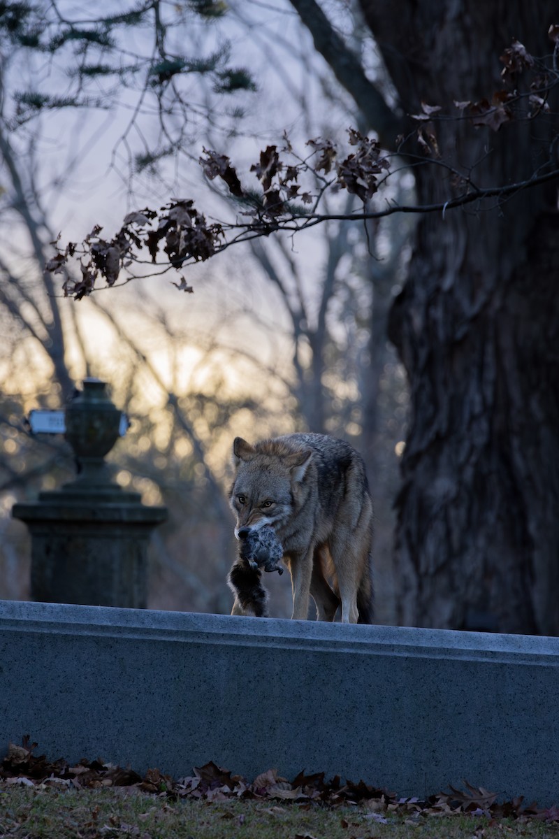 Coyote - ML646154333