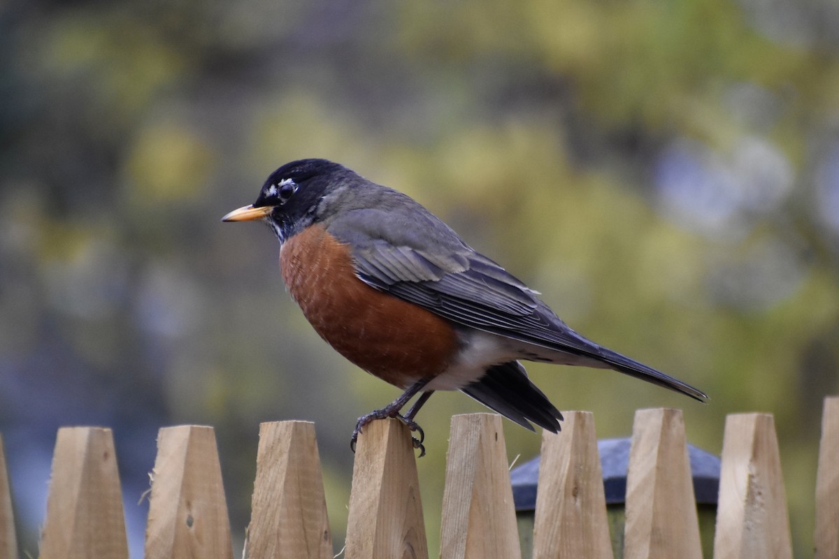 Zozo papargorria - ML646154334