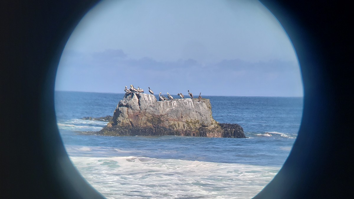 Pelikano perutarra - ML646154335