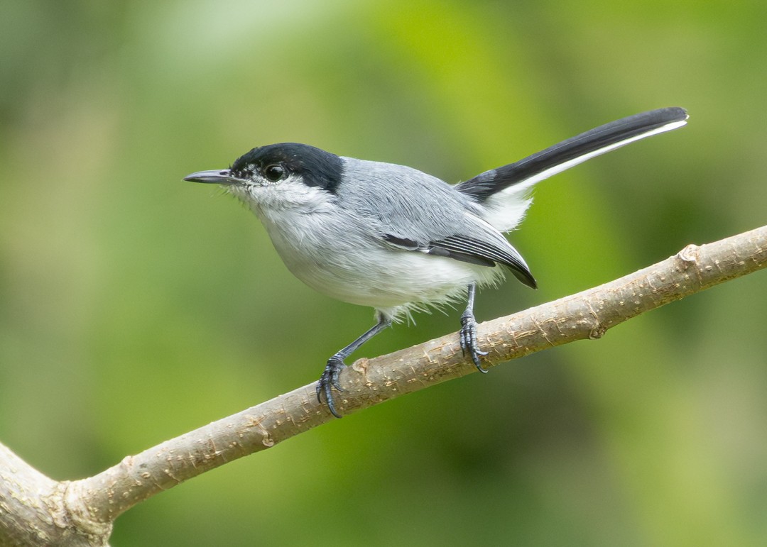 Tropical Gnatcatcher - ML646154336