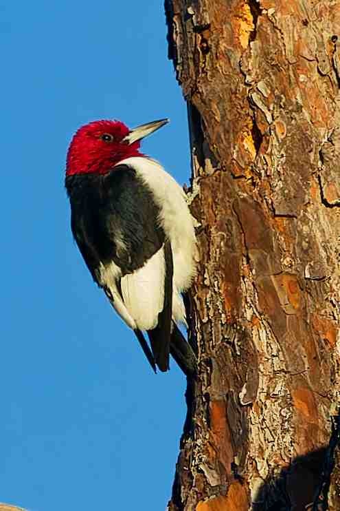 Red-headed Woodpecker - ML646154337