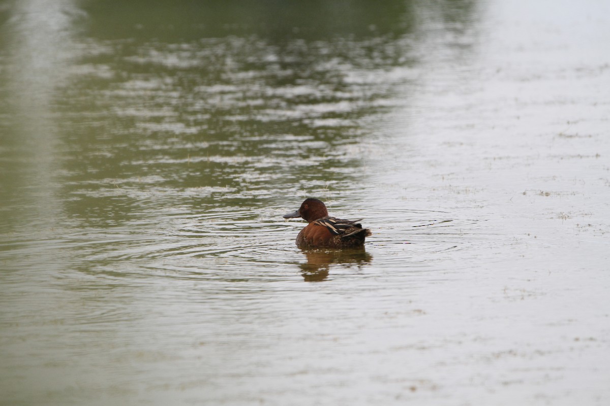 Zertzeta kanelakara - ML646154339