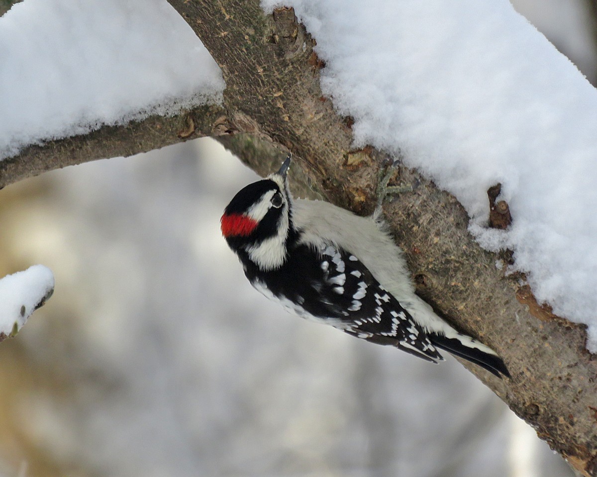 Downy Woodpecker - ML646154346