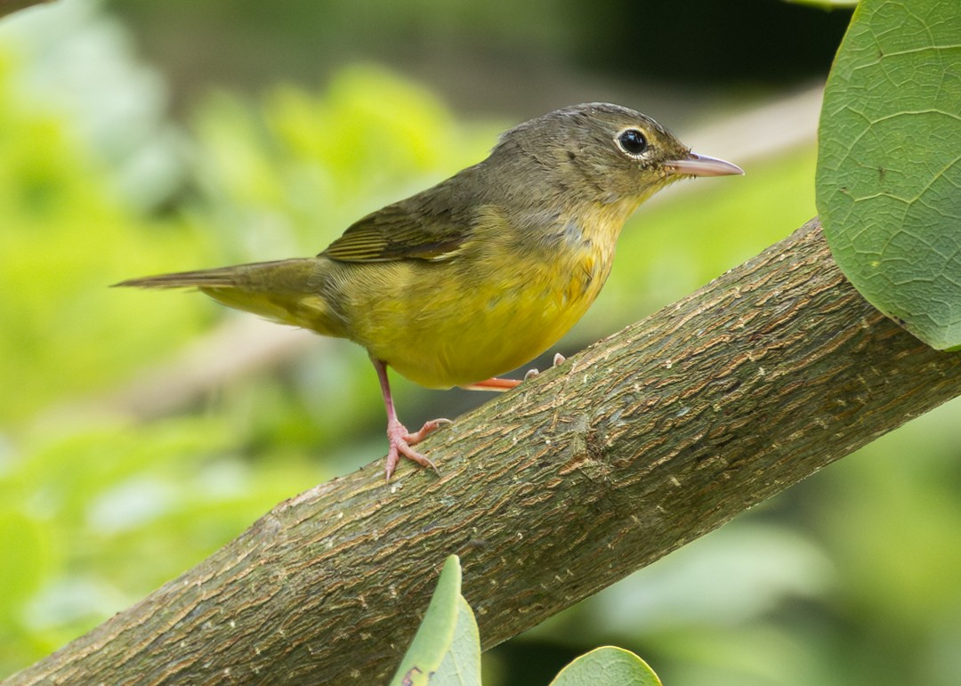 Mourning Warbler - ML646154347
