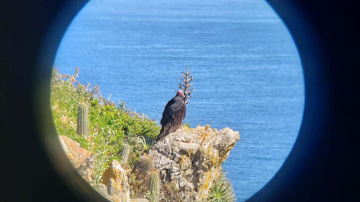 Zopilote beltza - ML646154348