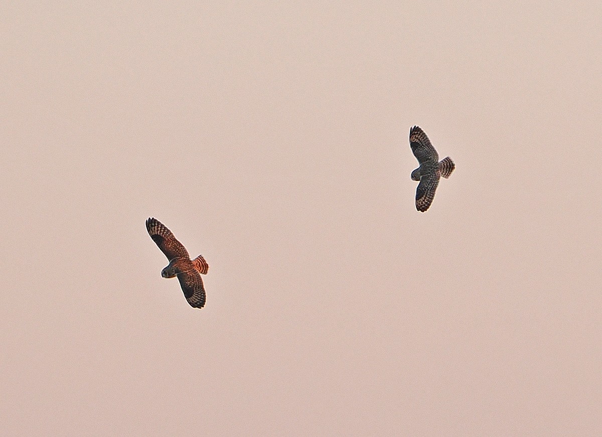 Zingira-hontza - ML646154349