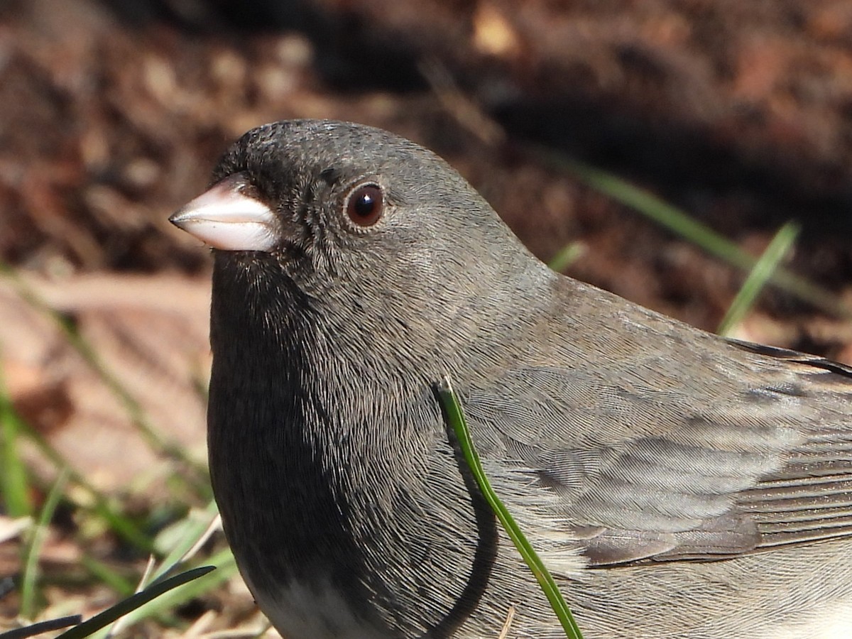 Dark-eyed Junco - ML646154350