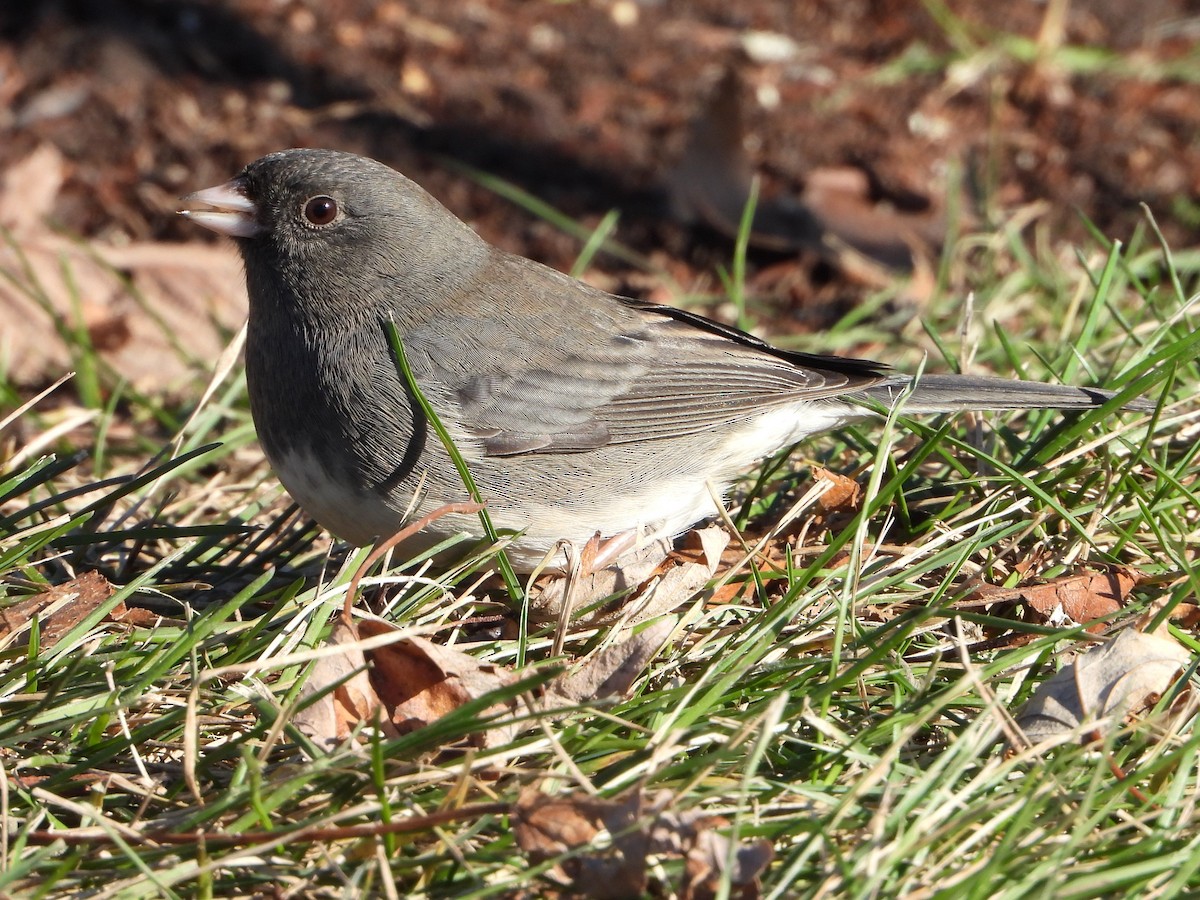 Dark-eyed Junco - ML646154351