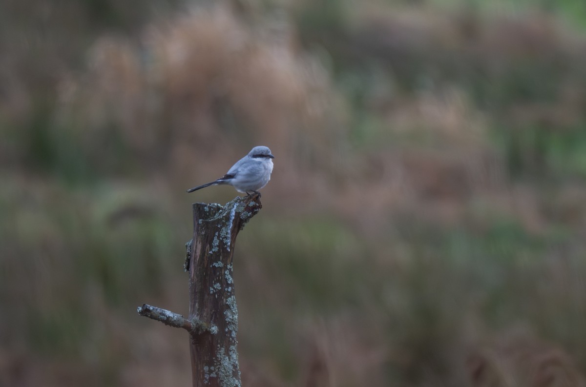 Antzandobi handi arrunta - ML646154352