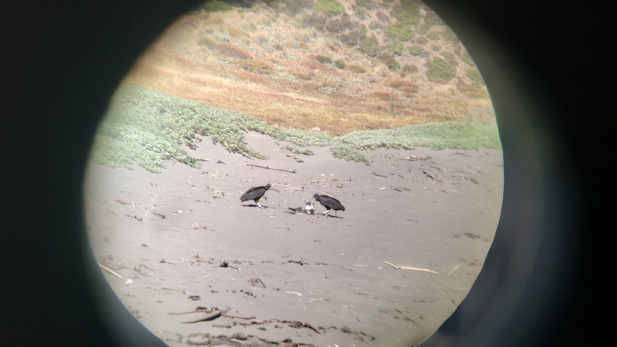 Zopilote beltza - ML646154353