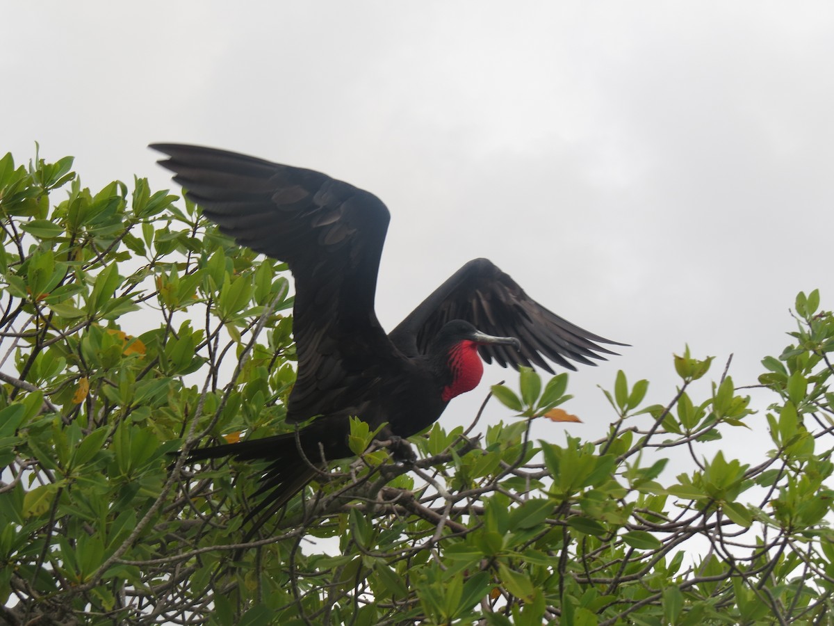 Fragata handia - ML646154354