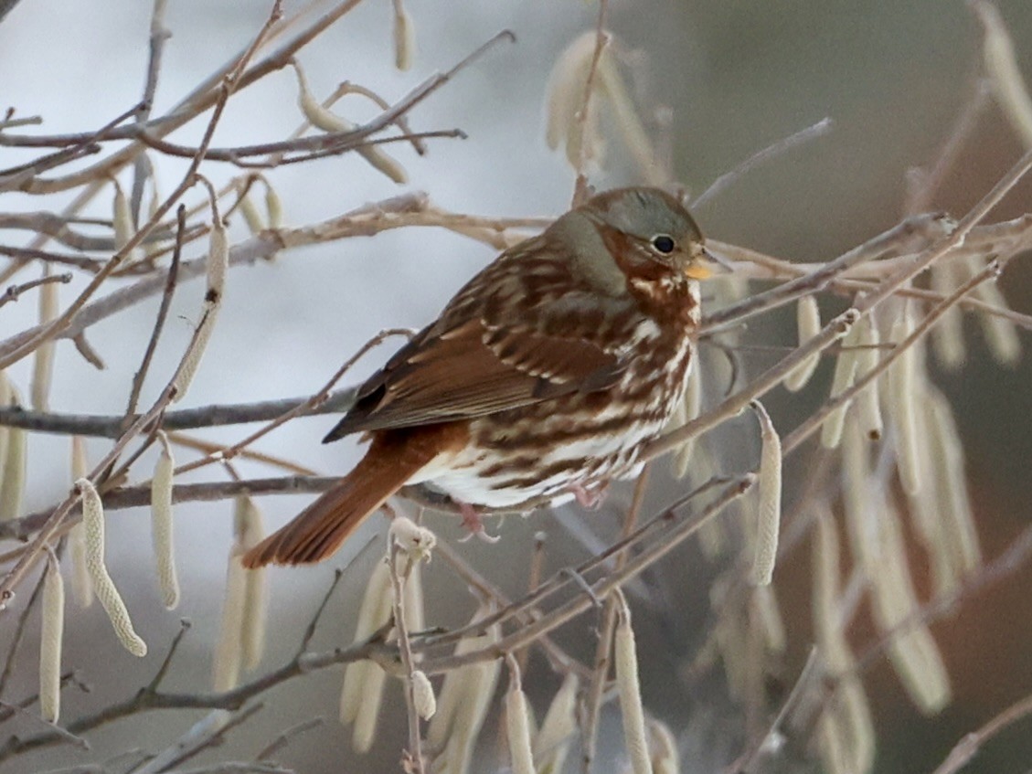 Fox Sparrow - ML646154355