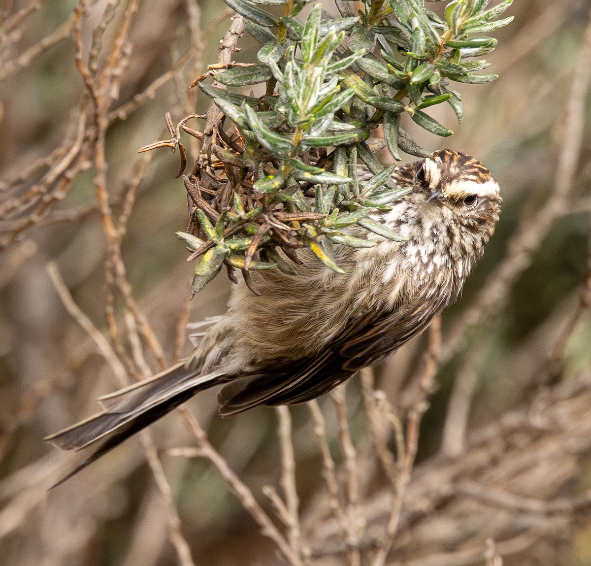 Andean Tit-Spinetail - ML646154358