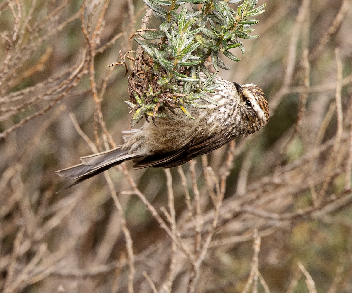 Andean Tit-Spinetail - ML646154361