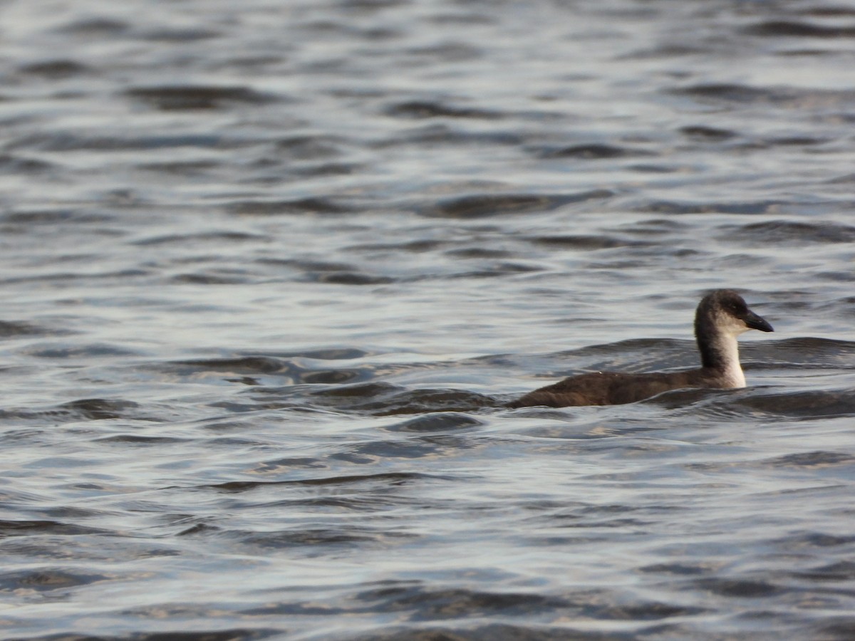 Red-gartered Coot - ML646154364