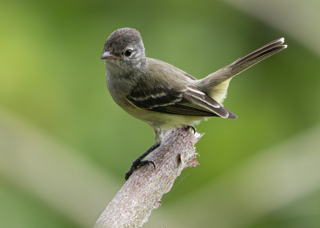 Southern Beardless-Tyrannulet - ML646154367