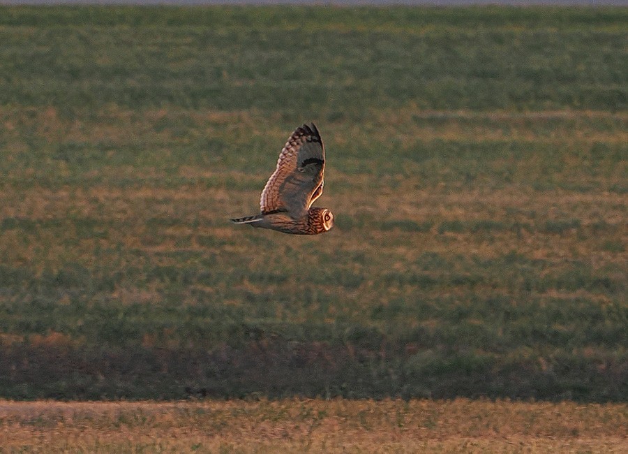 Short-eared Owl - ML646154368