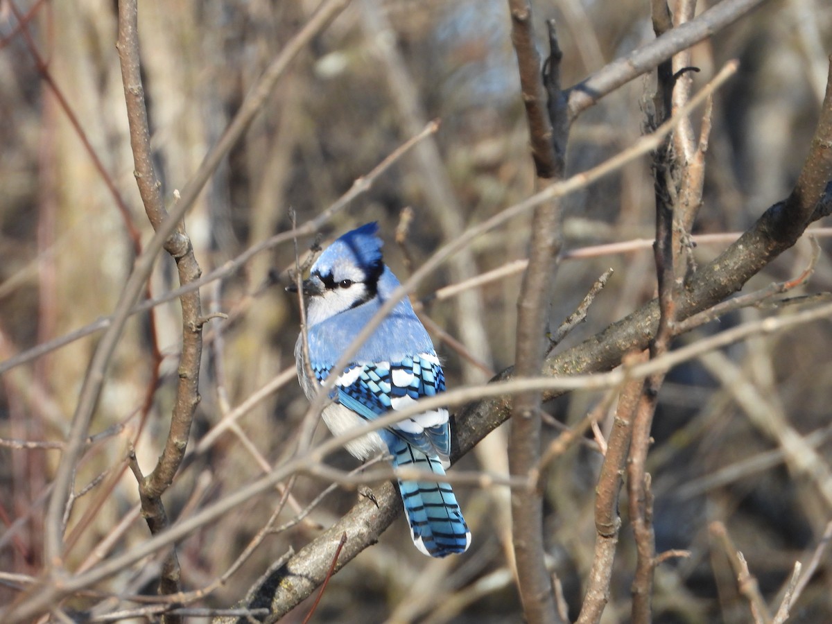 Blue Jay - ML646154376