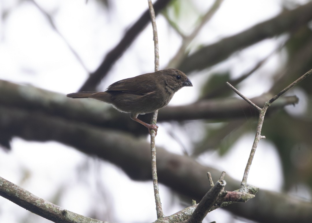 Dull-colored Grassquit - ML646154379