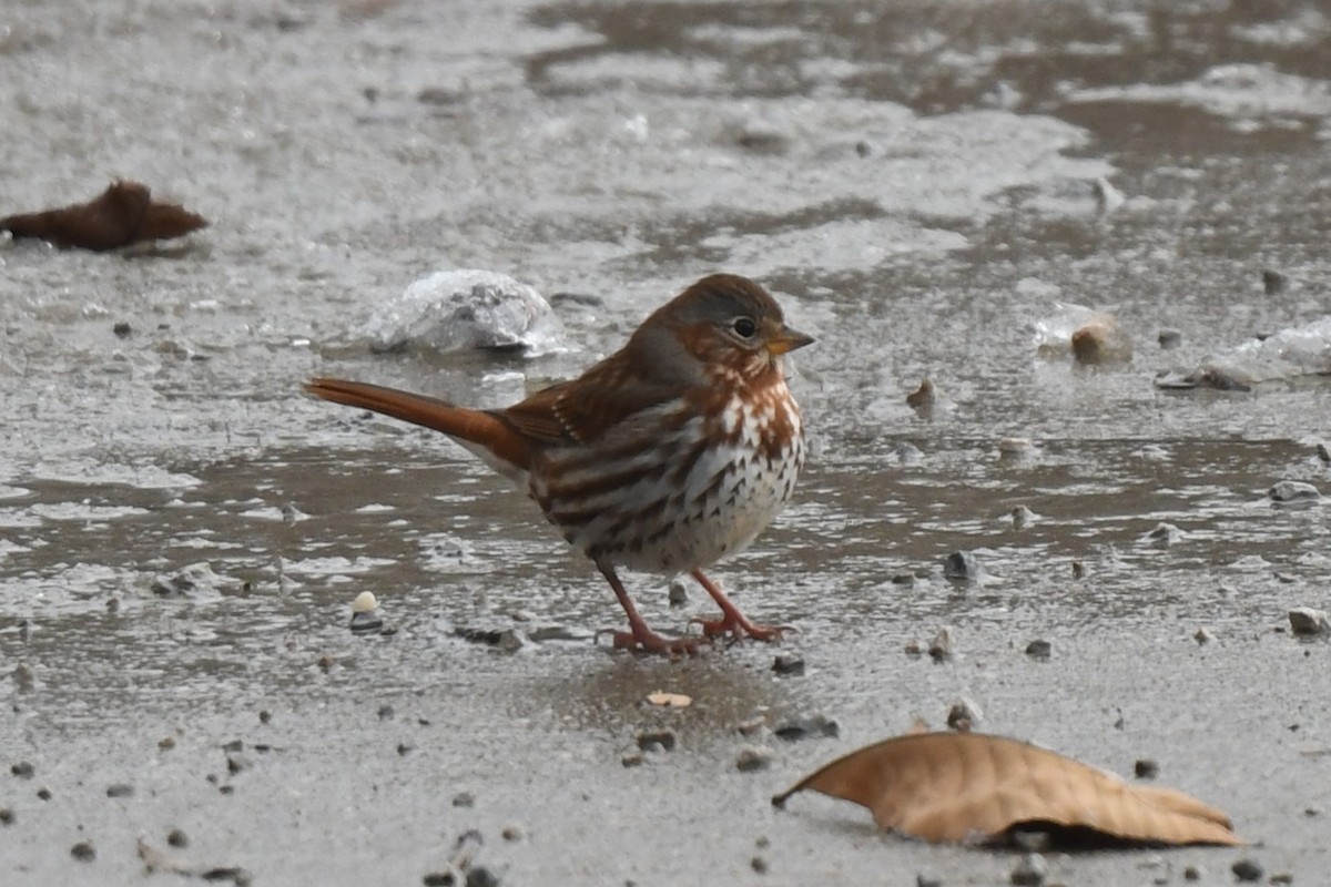 Fox Sparrow - ML646154380