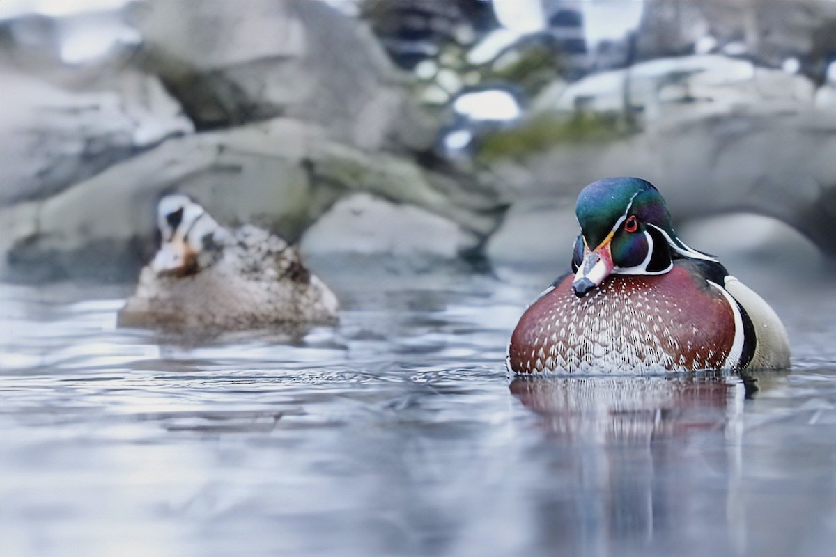 kachnička karolínská - ML646154388