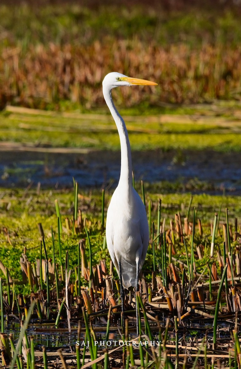 ダイサギ - ML646154389